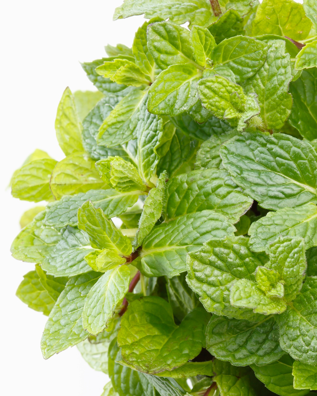 Aromatiques